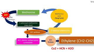 Ethylene biosynthesis pathway [upl. by Eijneb102]