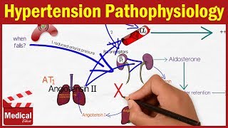 Pharmacology CVS 2 Hypertension Pathophysiology MADE EASY  Renin Angiotensin Aldosterone System [upl. by Lapointe217]