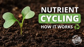 Nutrient Cycling  Soil Food Web School [upl. by Ahsienauq18]