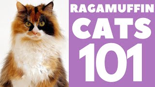 The Ragamuffin Cat 101  Breed amp Personality [upl. by Artenak723]