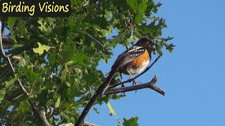 Spotted Towhee  song amp call  Wasatch Mountains Utah [upl. by Niwhsa743]