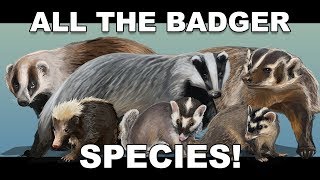 All the Badger species [upl. by Gasper489]