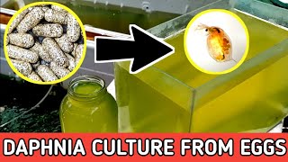 HOW TO HATCH DAPHNIA EGGS  HOW TO CULTURE DAPHNIA [upl. by Bruner]