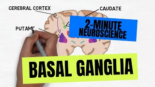 2Minute Neuroscience Basal Ganglia [upl. by Yasui]