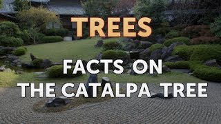 Facts on the Catalpa Tree [upl. by Leasa]