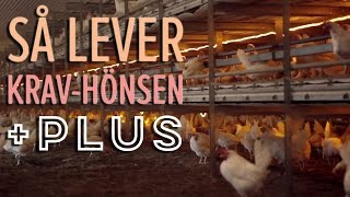 Ekologiska ägg så lever hönsen  Plus [upl. by Asehr230]