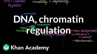 DNA and chromatin regulation  Biomolecules  MCAT  Khan Academy [upl. by Acinomal]