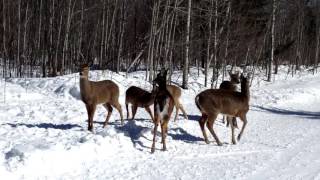 En hiver comment fonctionne un ravage de chevreuil [upl. by Nairbal895]