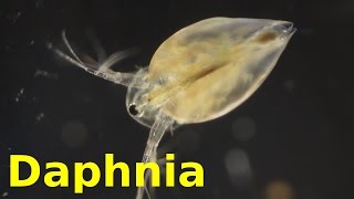 Daphnia [upl. by Nilyram]