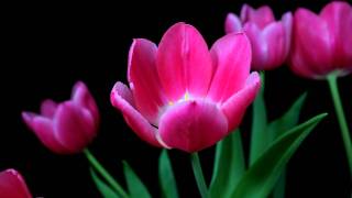 Time lapse tulips blooming [upl. by Mcclenaghan429]