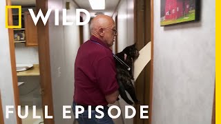 A Meowtain of Cat Cases Full Episode  The Incredible Dr Pol [upl. by Revlis]