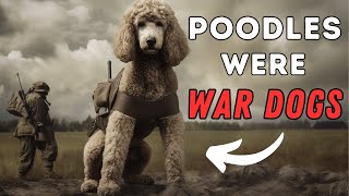 Poodle Facts 10 Interesting Things You Didnt Know [upl. by Notnil]