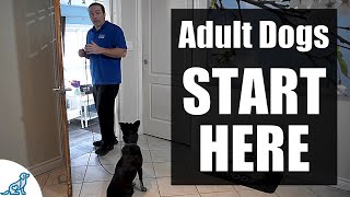 The First Steps For Training Your RescueRehomedAdult Dog [upl. by Adnorrehs710]