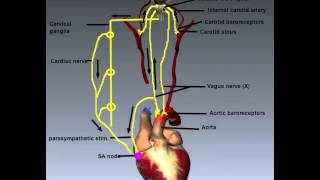 Cardiovascular System Control of Heart Rate [upl. by Revolc]