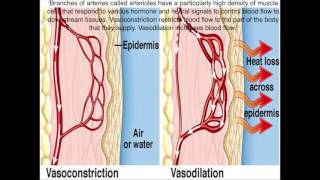 Vasoconstriction and Vasodilations Roles in Homeostasis [upl. by Horick]