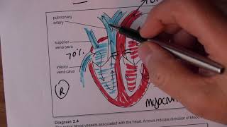 Cardiovascular System 3 Blood circulation [upl. by Marci]