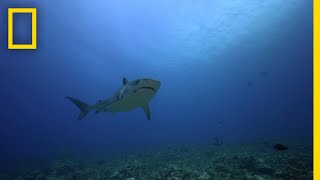 The Jersey Shore Shark Attacks  SharkFest [upl. by Bonine]