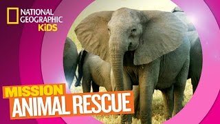 Watch Elephants Rescue Their Baby From a Pool  National Geographic [upl. by Fitzsimmons277]