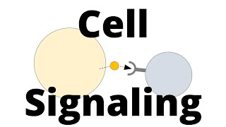 Cell Signaling Types Paracrine Endocrine Juxtacrine [upl. by Ynttirb726]