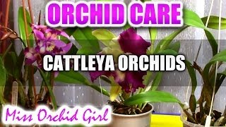 Orchid Care  How to care for Cattleya Orchids  watering fertilizing reblooming [upl. by Alledi756]