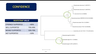 How To Analyze Phylogenetic Trees  Interpret Bootstrap Values and Sequence Divergence 👨🏻‍💻🧬 [upl. by Elsbeth]