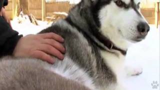 Dogs 101  Siberian Husky [upl. by Charie]