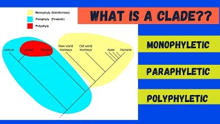 Monophyletic Paraphyletic and Polyphyletic [upl. by Gauldin]