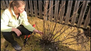 Blackcurrant pruning [upl. by Sean810]