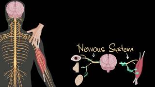 Nervous system central amp peripheral  Control amp Coordination  Biology  Khan Academy [upl. by Valer]