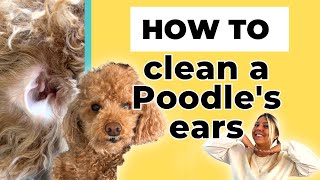 3 Easy Steps to Clean Poodles Ears [upl. by Suzann879]