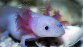 Facts The Axolotl [upl. by Blumenthal]