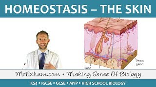 Homeostasis and the Skin  GCSE Biology 91 [upl. by Glennie]