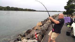 3m Bull Shark caught in North Coast River NSW [upl. by Yanehc]