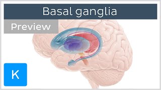 Basal ganglia Pathways and functions preview  Human Neuroanatomy  Kenhub [upl. by Ryun]