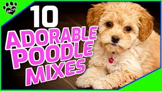 Top 10 Poodle Mix Breeds Small Doodle Dogs 101 [upl. by Arne]