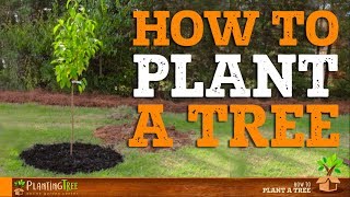 How To Plant A Tree  PlantingTree™ [upl. by Niriam]