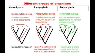 8 Monophyletic paraphyletic and polyphyletic group [upl. by Dnomyad984]