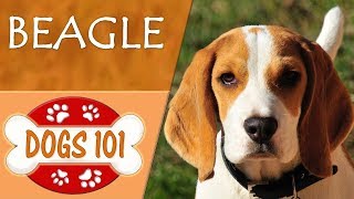 Dogs 101  BEAGLE  Top Dog Facts About the BEAGLE [upl. by Amoeji]