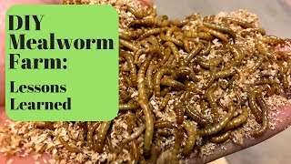 DIY Mealworm Farm Lessons Learned [upl. by Aizirk]