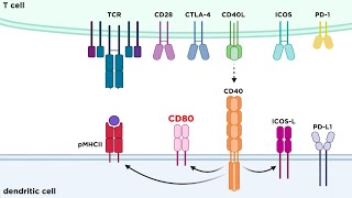 Types of Immune Cell Receptors [upl. by Tynan]