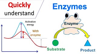 Enzymes [upl. by Ramed]