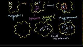 Listeria monocytogenes pathogenesis [upl. by Ainsley97]