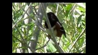 Spotted Towhee quoterweequot call [upl. by Mackie113]