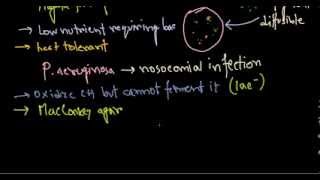 Pseudomonas aeruginosa introduction [upl. by Ardnazxela]