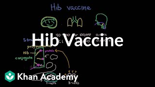 Hib vaccine  Respiratory system diseases  NCLEXRN  Khan Academy [upl. by Nalor957]