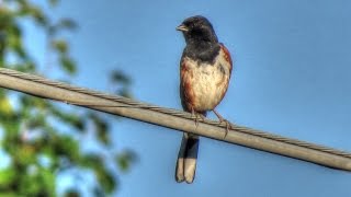 Eastern Towhee Song  Drink Your Tea [upl. by Lira]