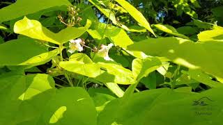 Catalpa bignonioides Aurea katalpa trubačovitá [upl. by Blankenship]