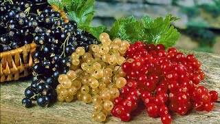 How to Plant Blackcurrants amp Currants Easy Fruit Growing Guide [upl. by Gwennie]