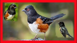 Spotted Towhee Song Spotted Towhee Call Spotted Towhee  Rascador Moteado Canto Pipilo Maculatus [upl. by Cullie926]