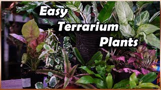 Plants For Terrariums  Terrarium Tuesday [upl. by Nannie]